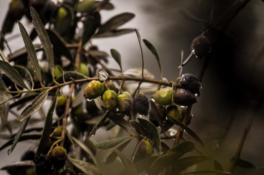 olive