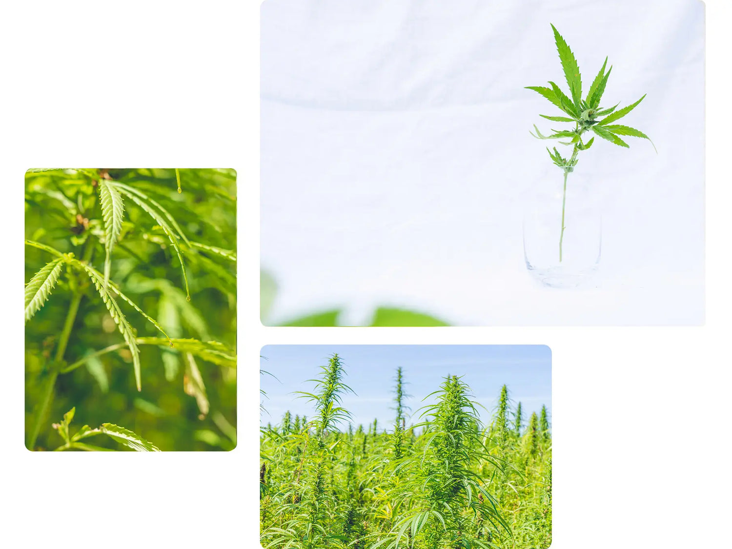 different pictures of hemp