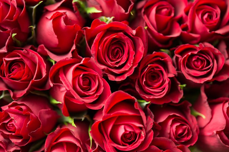 Red-roses-close-up