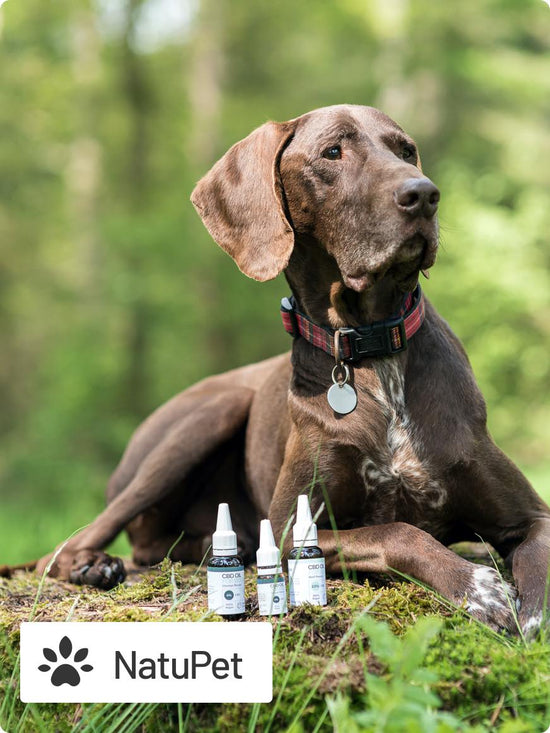 dog in front of 3 bottles